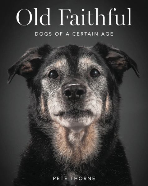 Old Faithful: Dogs of a Certain Age