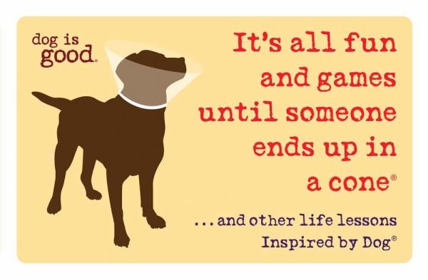 It's All Fun and Games Until Someone Ends Up in a Cone . . . And Other Life Lessons Inspired by Dog