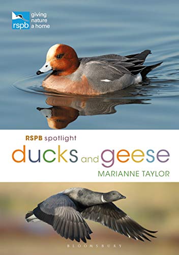 Ducks and Geese (RSPB Spotlight)