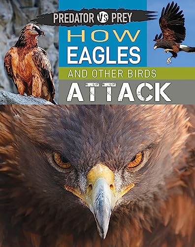 How Eagles and Other Birds Attack! (Predator vs Prey)