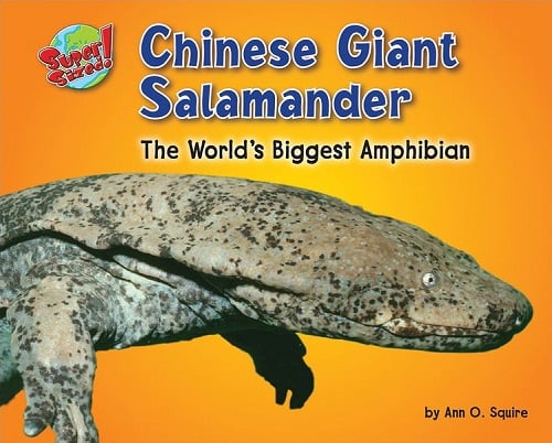 Chinese Giant Salamander: The World's Biggest Amphibian (Supersized!)