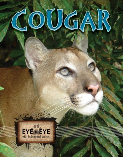 Cougars (Eye To Eye With Endangered Species)