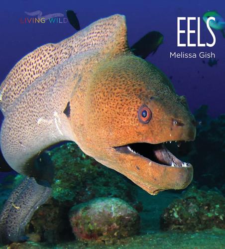 Eels (Living Wild)