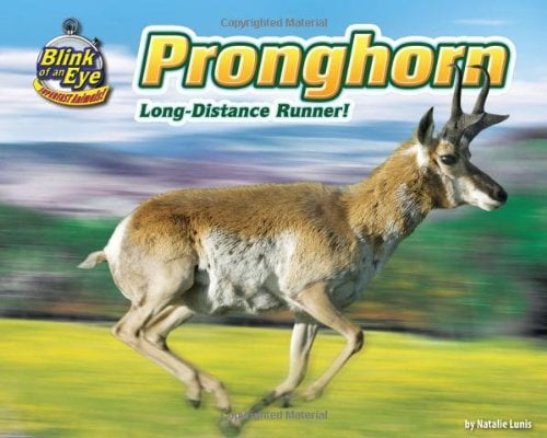 Pronghorn: Long-Distance Runner! (Blink of an Eye: Superfast Animals)