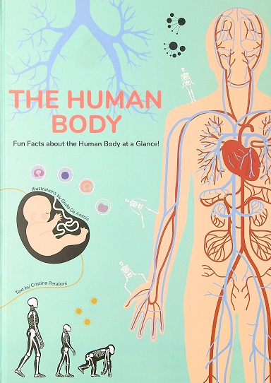 The Human Body: Fun Facts About the Human Body at a Glanc!